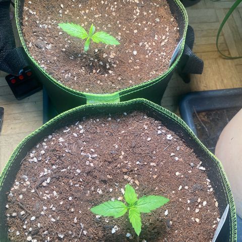 Melonade Runtz Auto erster grow Versuch  growlog timeline photo