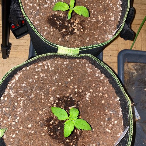 Melonade Runtz Auto erster grow Versuch  growlog timeline photo