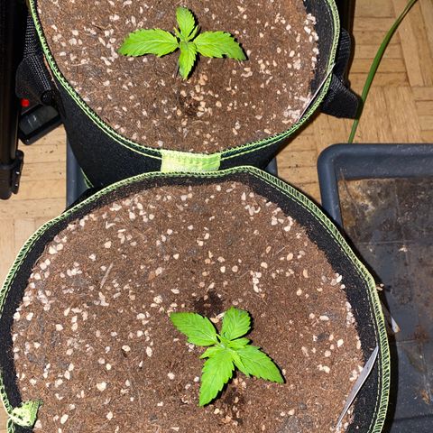 Melonade Runtz Auto erster grow Versuch  growlog timeline photo