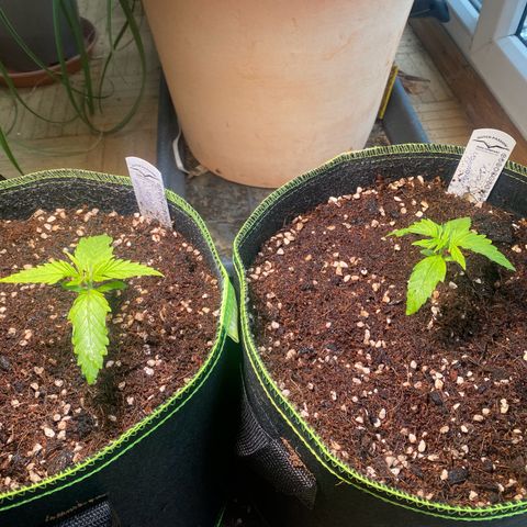 Melonade Runtz Auto erster grow Versuch  growlog timeline photo