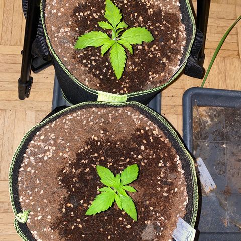 Melonade Runtz Auto erster grow Versuch  growlog timeline photo