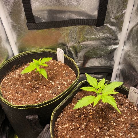 Melonade Runtz Auto erster grow Versuch  growlog photo: Erster Tag im Zelt 100 Watt led ca. 60% Leistung,18h Beleuchtung. Ca 50-60% Luftfeuchtigkeit. Alle 2 Tage 250-300ml Leitungswasser ph wert 6,5