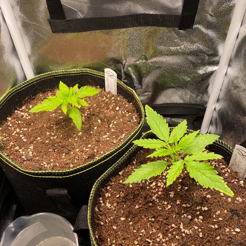 Melonade Runtz Auto erster grow Versuch  growlog timeline photo