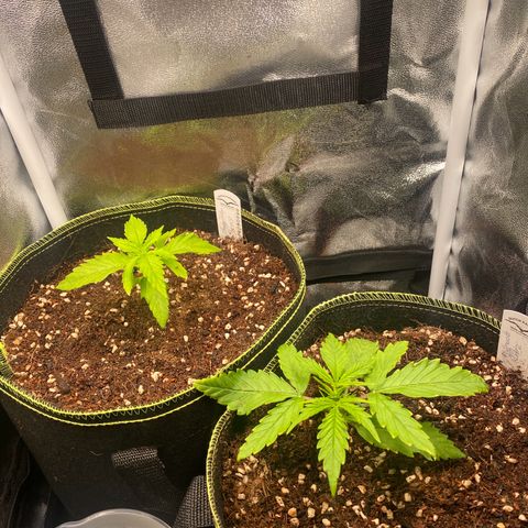 Melonade Runtz Auto erster grow Versuch  growlog timeline photo