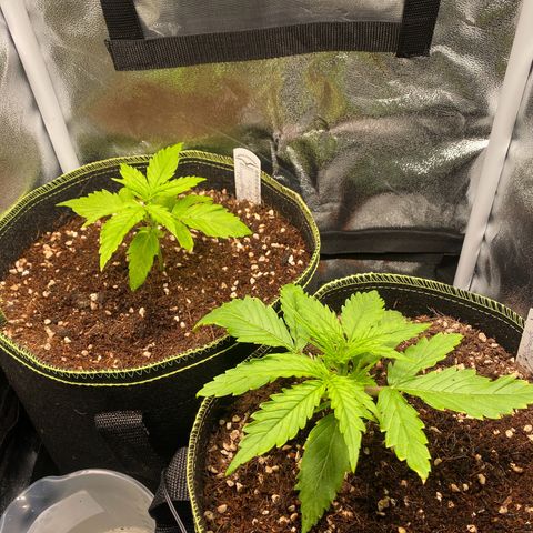 Melonade Runtz Auto erster grow Versuch  growlog timeline photo