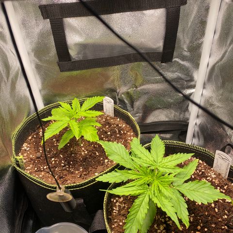Melonade Runtz Auto erster grow Versuch  growlog timeline photo