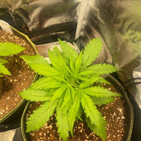 Melonade Runtz Auto erster grow Versuch  growlog timeline photo