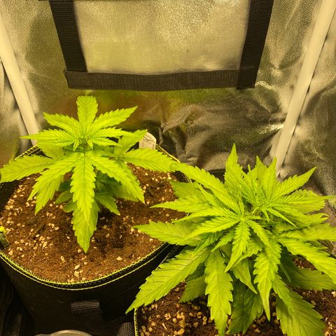 Melonade Runtz Auto erster grow Versuch  growlog photo: Rechte Pflanze 