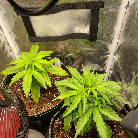 Melonade Runtz Auto erster grow Versuch  growlog photo: Rechte Pflanze