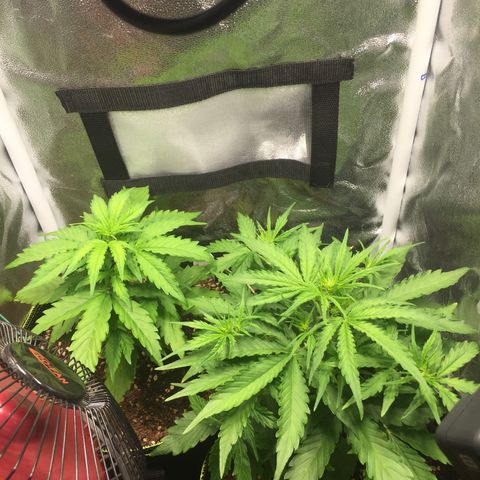 Melonade Runtz Auto erster grow Versuch  growlog photo: Rechte Pflanze