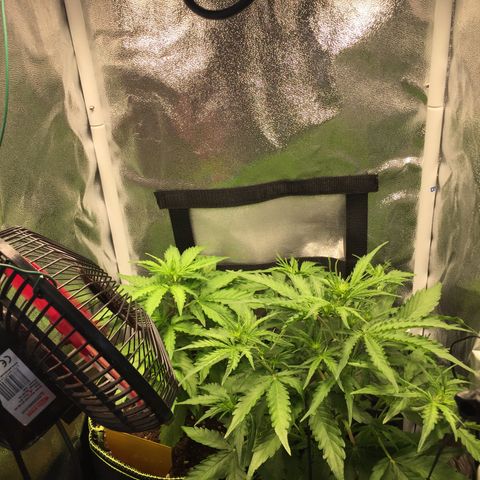 Melonade Runtz Auto erster grow Versuch  growlog photo: Rechte Pflanze
