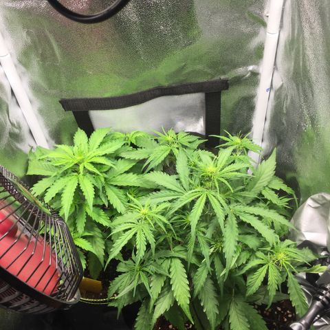 Melonade Runtz Auto erster grow Versuch  growlog photo: Rechte Pflanze