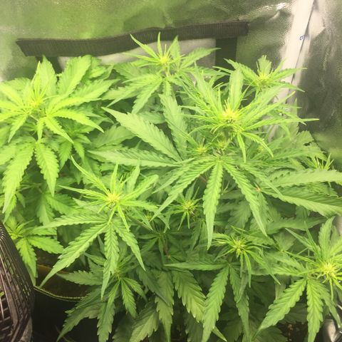 Melonade Runtz Auto erster grow Versuch  growlog timeline photo
