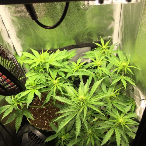 Melonade Runtz Auto erster grow Versuch  growlog photo: Rechte Pflanze