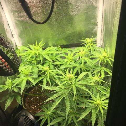 Melonade Runtz Auto erster grow Versuch  growlog timeline photo