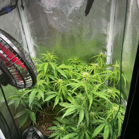 Melonade Runtz Auto erster grow Versuch  growlog photo: Rechte Pflanze