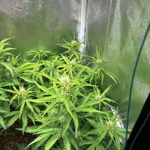 Melonade Runtz Auto erster grow Versuch  growlog timeline photo