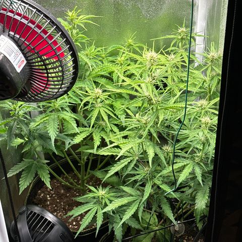 Melonade Runtz Auto erster grow Versuch  growlog timeline photo