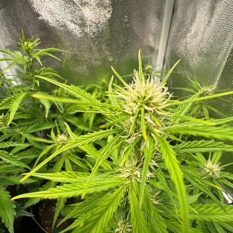 Melonade Runtz Auto erster grow Versuch  growlog timeline photo