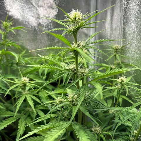 Melonade Runtz Auto erster grow Versuch  growlog timeline photo