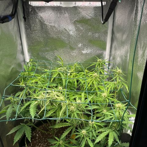 Melonade Runtz Auto erster grow Versuch  growlog timeline photo