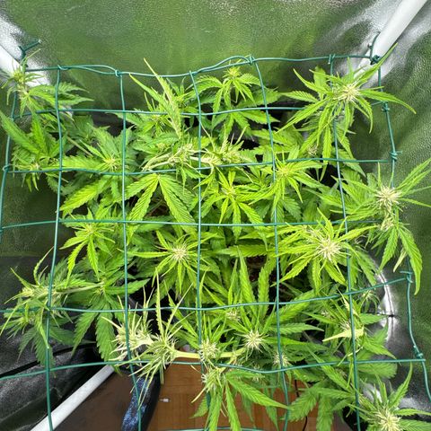 Melonade Runtz Auto erster grow Versuch  growlog timeline photo