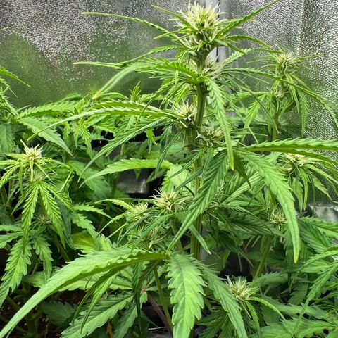 Melonade Runtz Auto erster grow Versuch  growlog timeline photo