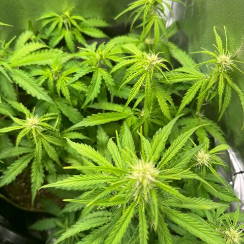 Melonade Runtz Auto erster grow Versuch  growlog timeline photo