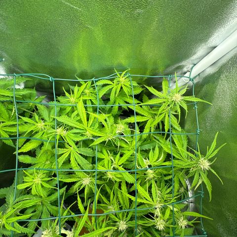 Melonade Runtz Auto erster grow Versuch  growlog timeline photo