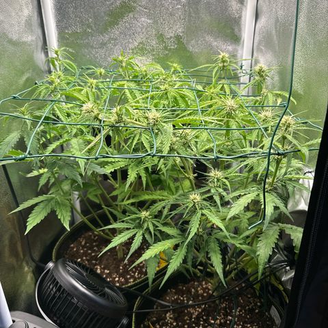 Melonade Runtz Auto erster grow Versuch  growlog timeline photo