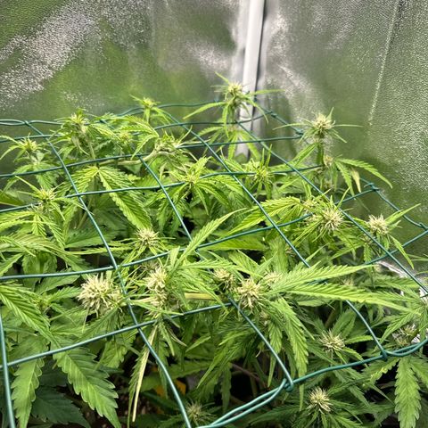 Melonade Runtz Auto erster grow Versuch  growlog timeline photo