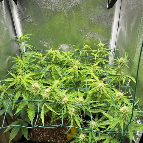 Melonade Runtz Auto erster grow Versuch  growlog timeline photo