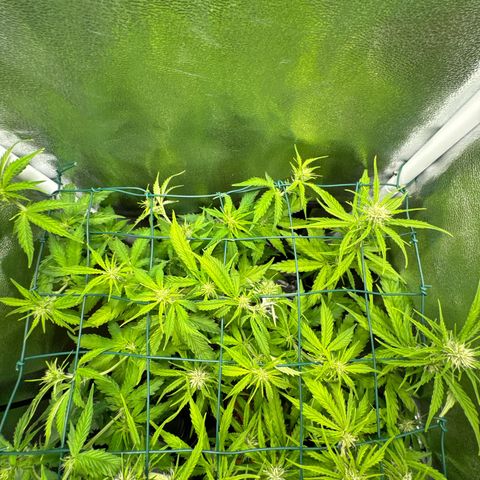 Melonade Runtz Auto erster grow Versuch  growlog timeline photo
