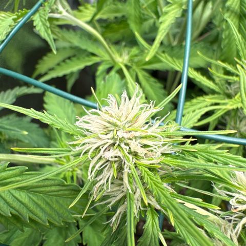 Melonade Runtz Auto erster grow Versuch  growlog timeline photo