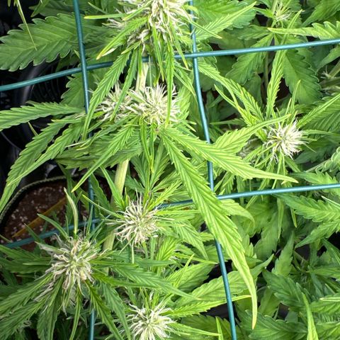 Melonade Runtz Auto erster grow Versuch  growlog timeline photo