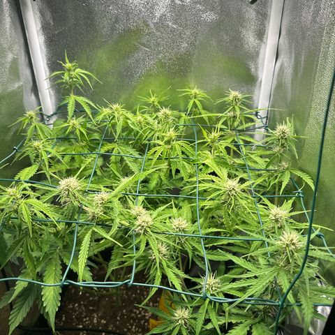 Melonade Runtz Auto erster grow Versuch  growlog timeline photo