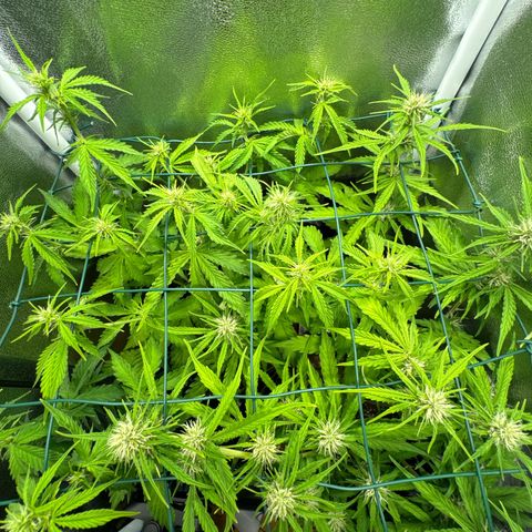 Melonade Runtz Auto erster grow Versuch  growlog timeline photo