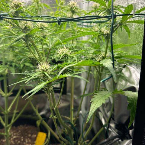 Melonade Runtz Auto erster grow Versuch  growlog timeline photo
