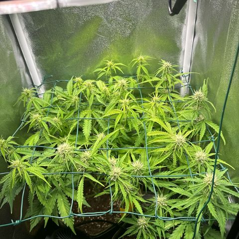 Melonade Runtz Auto erster grow Versuch  growlog timeline photo