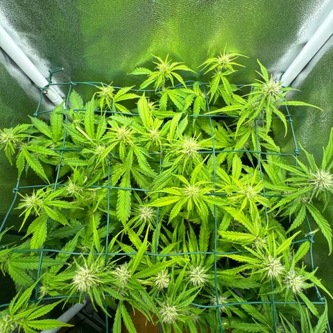 Melonade Runtz Auto erster grow Versuch  growlog timeline photo