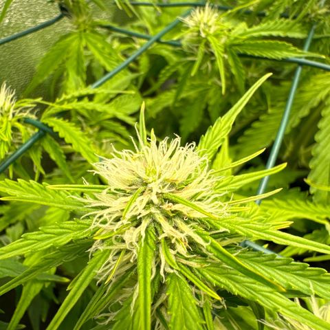Melonade Runtz Auto erster grow Versuch  growlog timeline photo