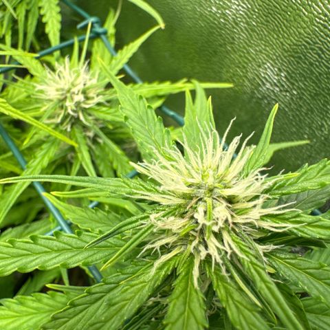 Melonade Runtz Auto erster grow Versuch  growlog timeline photo