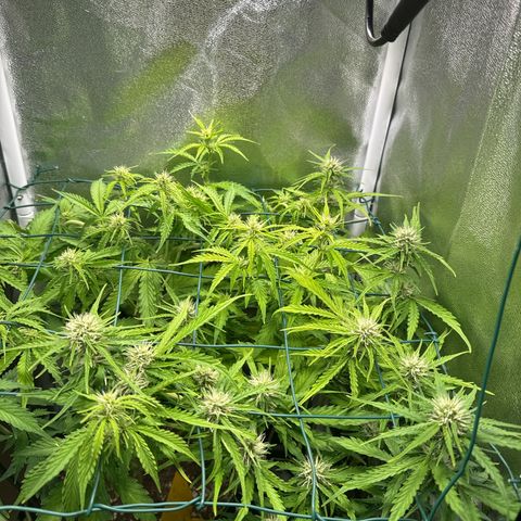 Melonade Runtz Auto erster grow Versuch  growlog timeline photo