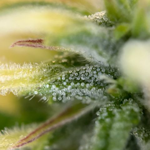Melonade Runtz Auto erster grow Versuch  growlog timeline photo