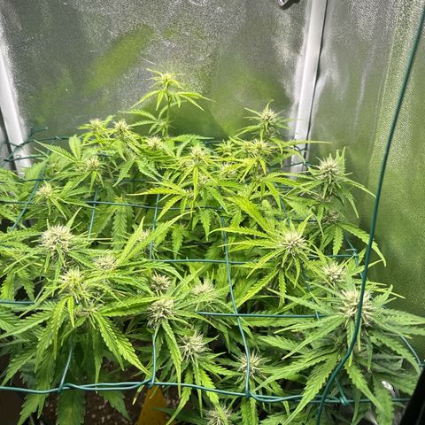 Melonade Runtz Auto erster grow Versuch  growlog timeline photo