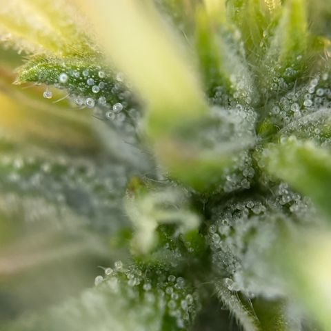Melonade Runtz Auto erster grow Versuch  growlog timeline photo