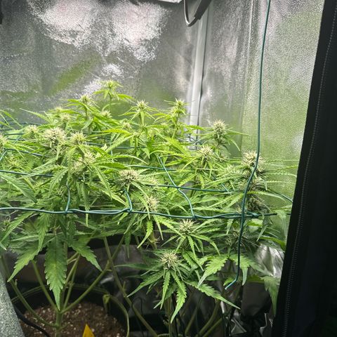 Melonade Runtz Auto erster grow Versuch  growlog timeline photo