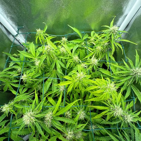 Melonade Runtz Auto erster grow Versuch  growlog timeline photo