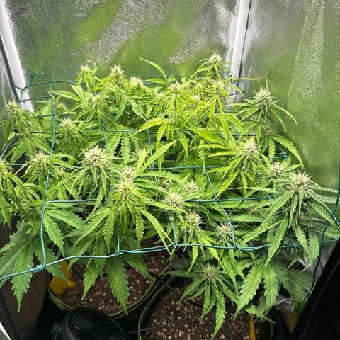 Melonade Runtz Auto erster grow Versuch  growlog timeline photo