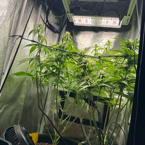 Melonade Runtz Auto erster grow Versuch  growlog timeline photo